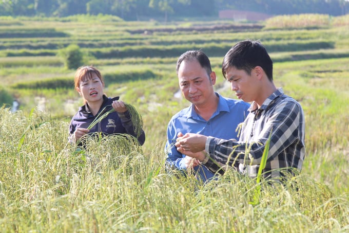 Diện tích lúa nếp đen đặc sản đang ngày càng được mở rộng ở xã Quy Mông, huyện Trấn Yên. Ảnh: Thanh Tiến.