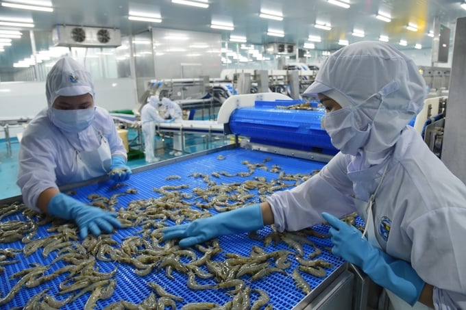 Việt Nam đặt mục tiêu kim ngạch xuất khẩu tôm đạt 12 tỉ USD năm 2030. Ảnh: Hồng Thắm.