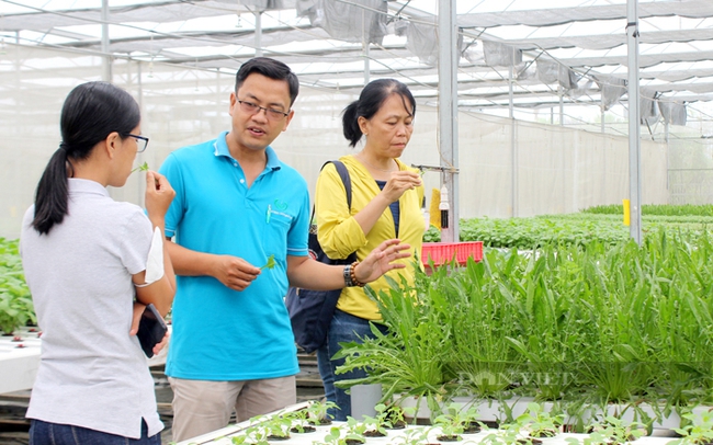 Anh Lâm Ngọc Tuấn – Giám đốc HTX Tuấn Ngọc mời khách tham quan ăn rau sạch trực tiếp tại vườn trồng. Ảnh: Nguyên Vỹ