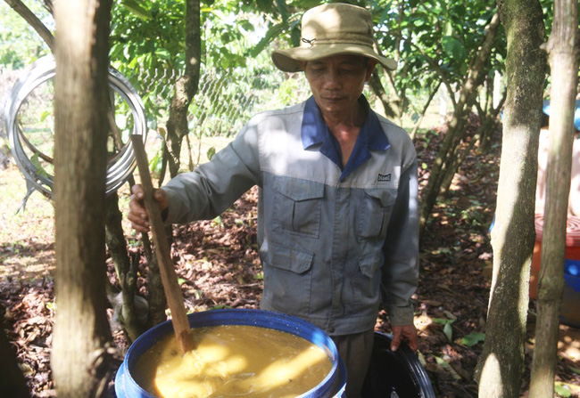 &quot;Tuyệt chiêu&quot; trồng cà phê khác người của lão nông Tây Nguyên, hái cà phê cắt luôn cả cành - Ảnh 4.