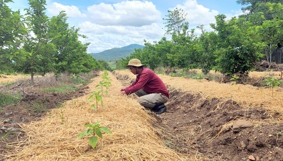 Anh Hòa trồng nhiều cây ngắn ngày xen canh trong vườn cây ăn trái để tăng thu nhập. Ảnh: KS. Anh Hòa trồng nhiều cây ngắn ngày xen canh trong vườn cây ăn trái để tăng thu nhập. Ảnh: KS.