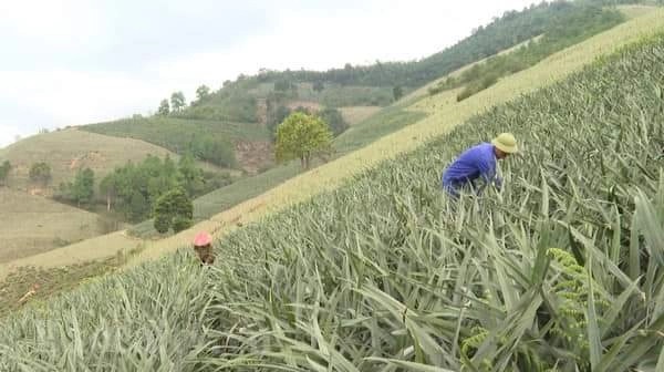 Vùng trồng dứa tại huyện Mường Khương. Ảnh: Lưu Hòa.