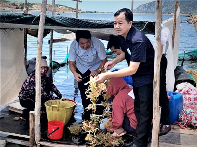 8-buoc-nhan-giong-rong-sun-bang-nuoi-cay-mo-145120_410.jpg Ông Trần Đình Luân, Tổng cục trưởng Tổng cục Thủy sản thăm vùng lưu giữ giống rong sụn của Viện Nghiên cứu Hải sản tại Cà Ná, Ninh Thuận. Ảnh: BT.