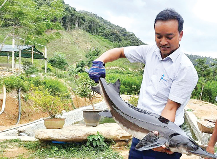 Cá tầm
