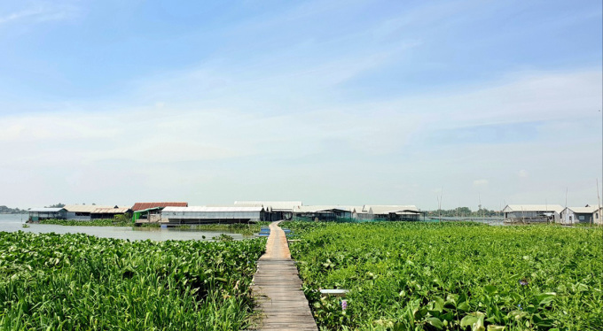 Bè nuôi cá chép giòn của ông Dũng cặp sông Tiền. Ảnh: Nguyên Anh