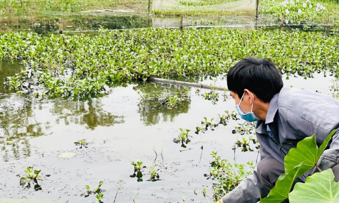 10323894anh_hao_tham_ao_nuoi_thuong_pham_oc_buou_de-103238.png Ốc bươu đen chủ yếu ăn bèo và các loại rau, củ tự nhiên nên chi phí nuôi thấp. Ảnh: Hoàng Thanh.