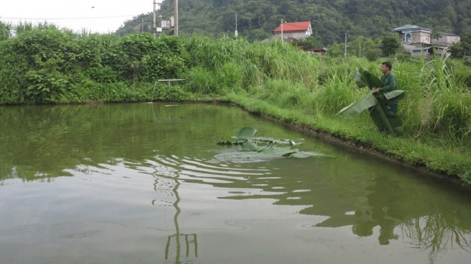 2-014855_916.jpg Ao cá nhà ông Hoàng Văn Quyến ở thị trấn Nà Phặc, huyện Ngân Sơn. Ảnh: Toán Nguyễn.