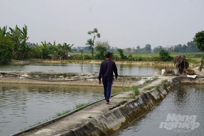 Hiện tại, gia đình ông Sự có 12 ao nuôi, trên diện tích 3 mẫu đất (khoảng 1000m2 Bắc Bộ), chủ yếu là thả nuôi cá giống truyền thống (trắm, trôi, mè, chép). Ảnh: Quốc Toản.