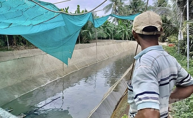 Mỗi ao nuôi với diện tích 1.000m2, người nuôi cá lóc phải tốn khoảng 40 triệu đồng cho việc mua thuốc xử lý bệnh trong mỗi vụ nuôi (2 vụ/năm). Ảnh: Hồ Thảo.