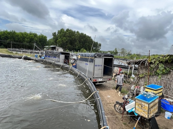 Mô hình nuôi tôm – rừng đang được phát triển tại nhiều tỉnh ở ĐBSCL, mở hướng đi bền vữngẢnh: ST
