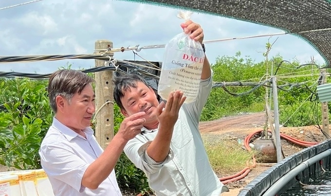 Bên cạnh chính sách linh hoạt, người nuôi tôm còn được tập huấn khoa học kỹ thuật, chuyển giao công nghệ mới. Ảnh: MS.