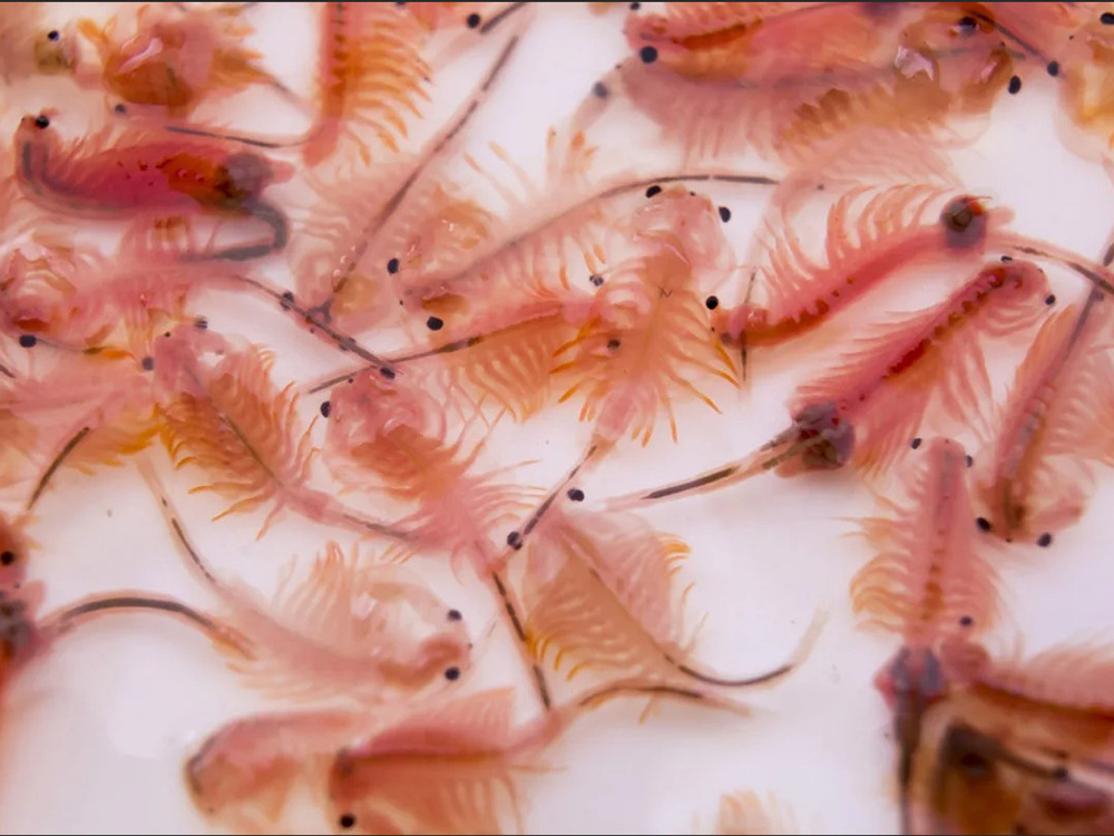 artemia artemia