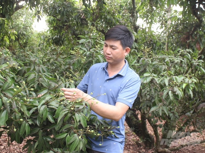 Theo anh Ngô Văn Liên, Giám đốc HTX nông nghiệp Thanh Hải (thôn Cầu Đền, xã Thanh Hải, Lục Ngạn, Bắc Giang), sản xuất vải theo tiêu chuẩn GlobalGAP đòi hỏi các chủ vườn phải tuân thủ nghiêm ngặt những yêu cầu mà phía thị trường nhập khẩu đưa ra. Ảnh: Trung Quân.