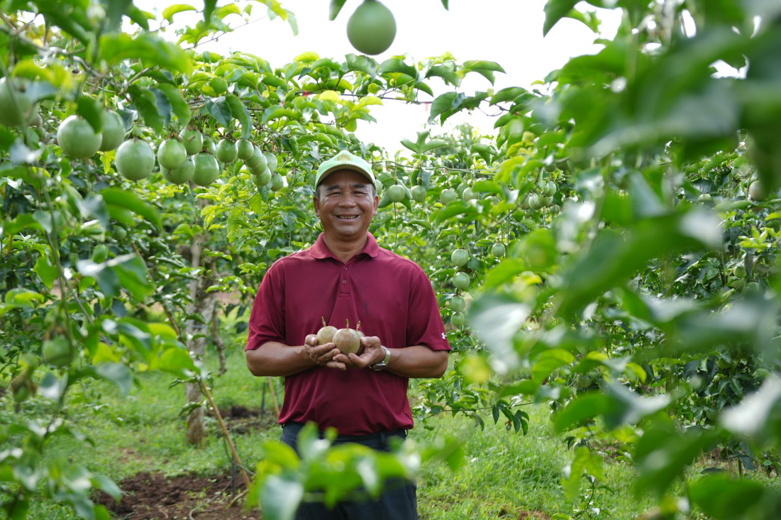 Vườn chanh leo - bách hương quả của Nafoods Group.