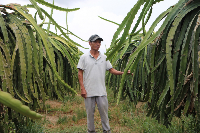 Thanh long quá rẻ, nên rất nhiều nhà vườn ở Bình Thuận đã lặt bỏ trái, không dám chong đèn nữa. Ảnh: LK.