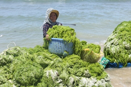 bai-2-rong-bien-mo-vang-chua-duoc-khai-thac-0926_20221205_285.jpg rong-bien-2