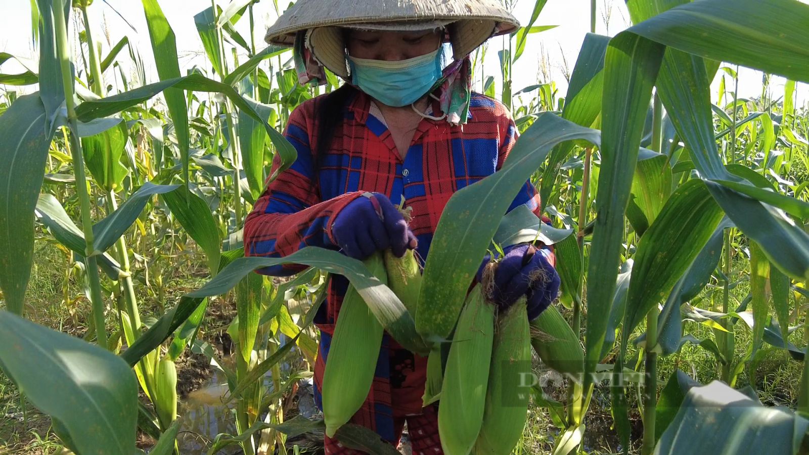 Trồng bắp lạ, trái to bự, anh nông dân tỉnh An Giang bẻ đến đâu thương lái vô ruộng "cân tất" - Ảnh 2. Trồng bắp lạ, trái to bự, anh nông dân tỉnh An Giang bẻ đến đâu thương lái vô ruộng "cân tất" - Ảnh 2.