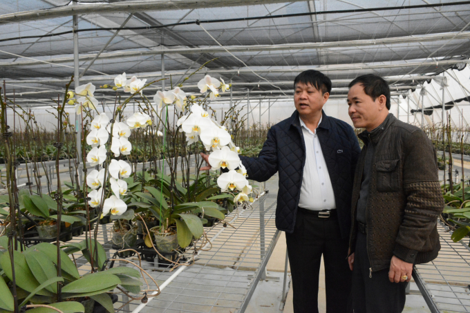 Với quy mô 10 vạn giò lan Hồ Điệp, nhà vườn của Công ty Hòa Lộc là mô hình trồng lan lớn nhất tỉnh Yên Bái. Ảnh: Thái Sinh.