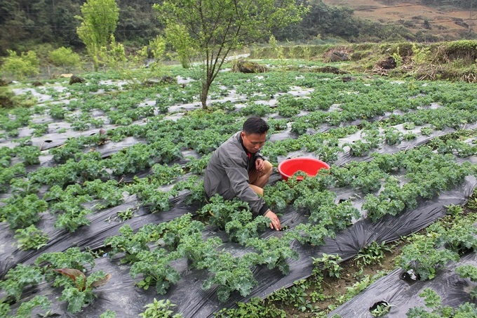 Anh tráng sào Long, thôn tả Chải, xã Lùng Phình chăm sóc rau cải kale