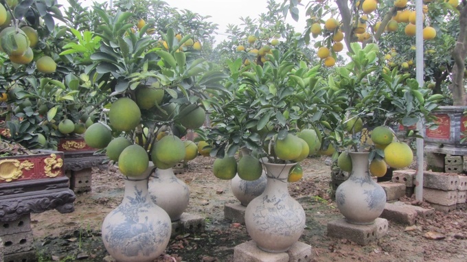 Bưởi cảnh trồng trong lọ men Bát Tràng xin xắn, nhỏ nhắn. Theo đó, Tết này, những người chơi cây có múi có thể mang bưởi cảnh bày trong nội thất gia đình thay vì phải mua những chậu bưởi 'khủng' kê đặt ngoài sân/vườn như trước kia.