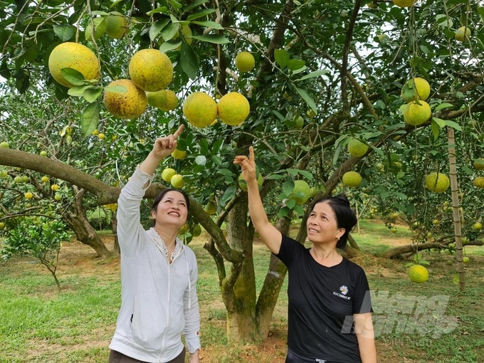 watermark_z3788610257412_76a709826d0a20d9e01cc7b03e659c42-1626_20221010_994.jpg Bưởi Soi Hà