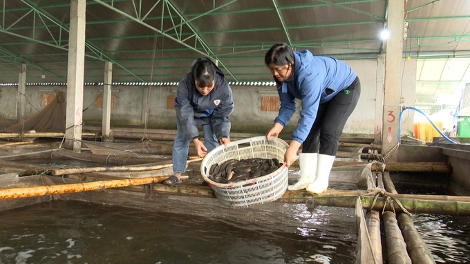 Các hộ nuôi cá bống bớp ngày đêm trăn trở về việc xuất khẩu theo con đường chính ngạch. Ảnh: Huy Bình.