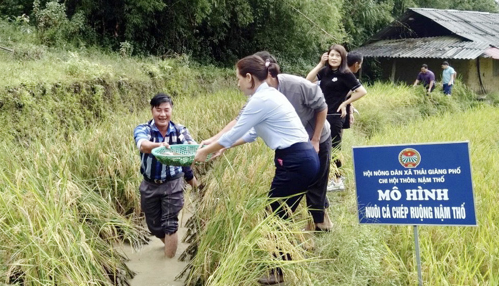 Nuôi cá chép trong ruộng bậc thang ở Lào Cai, mang rổ ra bắt, nhiều người kéo ra xem xuýt xoa - Ảnh 2. Nuôi cá chép trong ruộng bậc thang ở Lào Cai, mang rổ ra bắt, nhiều người kéo ra xem xuýt xoa - Ảnh 2.