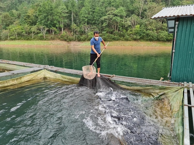 Giá cá đặc sản tăng cao giá gia đình ông Nguyễn Văn Tùng thu lãi 500 triệu đồng trong vòng 2 tháng. Ảnh: Đào Thanh.