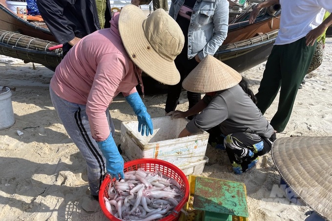 z4095038519906_9a5ed68cca11ad94cbb855aa478158b0-133022_57.jpg Một chuyến cá khoai tươi ngon vừa cập bờ. Ảnh: VD.