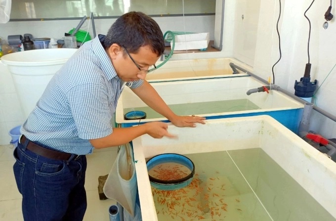 Viện Hải dương học đã làm chủ công nghệ sản xuất cá khoang cổ nemo. Ảnh: Kim Sơ.