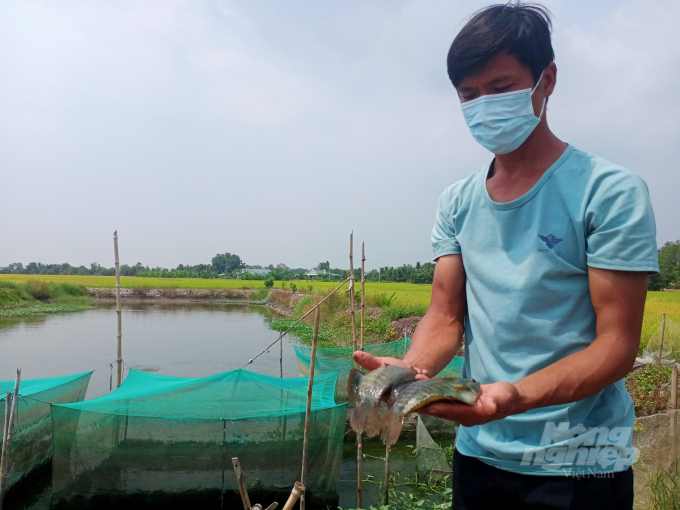 Mô hình nuôi cá lóc trong vèo xen canh các loại cá khác đang đem lại hiệu quả kinh tế cao đối với người dân Phước Chỉ nói chung, HTX Tràm Cát nói riêng.