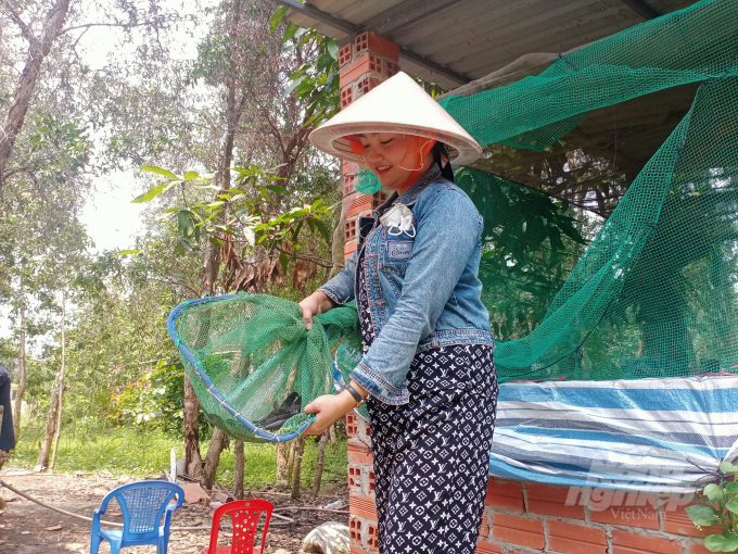 Chị Nguyễn Thị Thúy An phấn khởi bên mô hình nuôi cá lóc trong bể xi măng lót bạt của gia đình. Ảnh: Trần Trung.