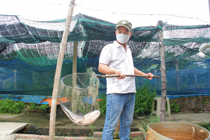 2-115112_209.jpg Mỗi năm, anh Kim xuất ra thị trường khoảng trên 40 tấn cá lóc thương phẩm. Ảnh: L.K.