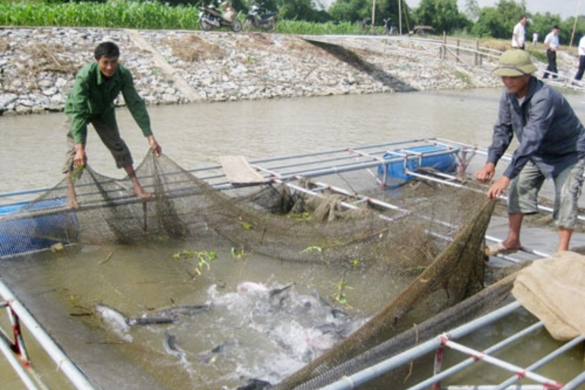 Cá lồng Bắc Ninh được thương lái ưa chuộng