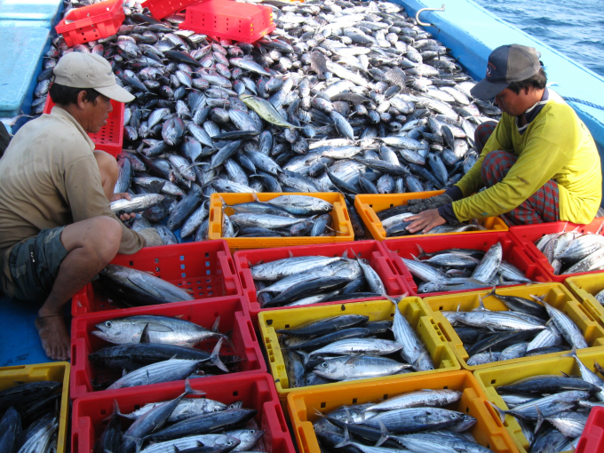 Giá cá ngừ sọc dưa vẫn giữ nguyên giá 20.000đ/kg so với trước đây, trong khi giá dầu liên tục tăng nên ngư dân không có lãi. Ảnh: V.Đ.T.