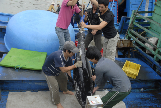 4-073442_417.jpg Giá cá ngừ đại dương hiện vẫn đang giữ giá 150.000đ/kg. Ảnh: V.Đ.T.