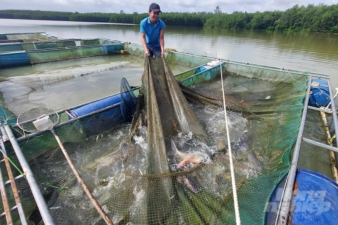 20221027_140423-150849_797.jpg Nuôi chép giòn và các loại cá nước ngọt trong lồng bè trên lòng hồ thủy lợi kết hợp mở nhà hàng ẩm thực giúp gia đình anh Tý lãi ròng trên 400 triệu đồng/năm. Ảnh: Võ Dũng.