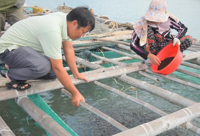 Từ tháng 2/2023, cá nuôi lồng, bè của các hộ ngư Hòn Tre có hiện tượng chết rải rác, 