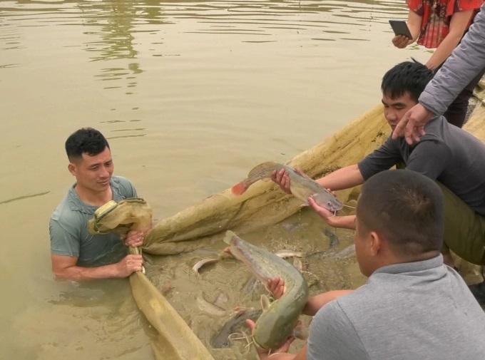 ca-quat-1149_20220803_454.jpg Nuôi cá quất mang lại thu nhập cao cho người nông dân. Ảnh: QD.