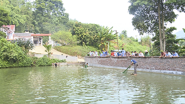 Tuyên Quang: Nuôi cá rô phi toàn đực, bắt lên bán toàn con to, lãi gấp 3 lần so với nuôi cá truyền thống - Ảnh 2.