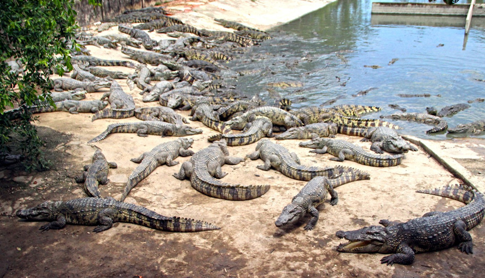 cá sấu