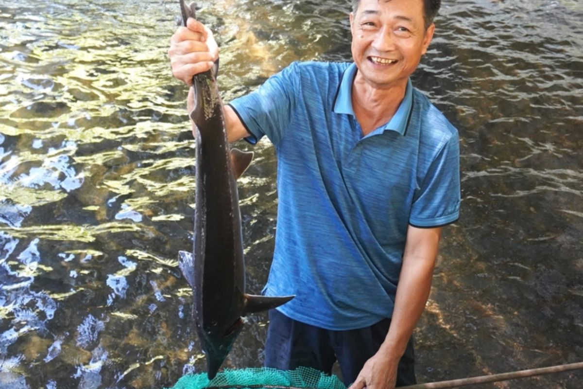 Cá tầm nuôi