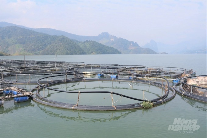 Trang trại nuôi cá tầm trên lòng hồ thủy điện Sơn La tại xã Mường Trai, huyện Mường La, tỉnh Sơn La. Ảnh: Phạm Hiếu.