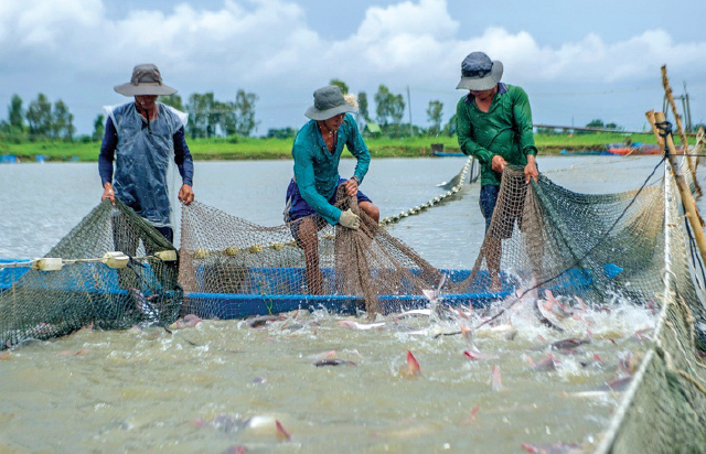 Cá Tra Đồng Tháp