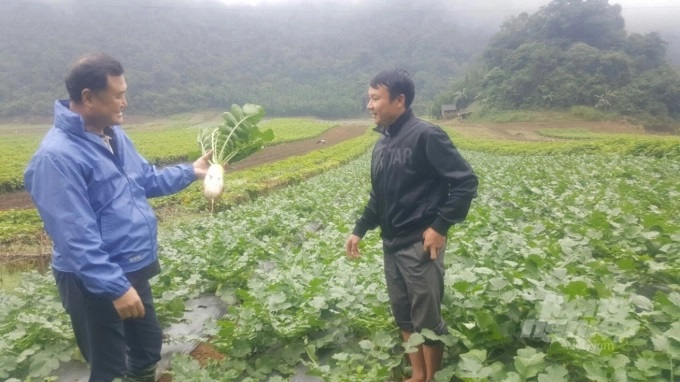 cai1-1628_20220406_961.jpeg Nhà nông xứ Mường ở xã Quyết Chiến ngỡ ngàng trước giống cải củ Hàn Quốc trồng được ở địa phương. Ảnh: H.Tiến.