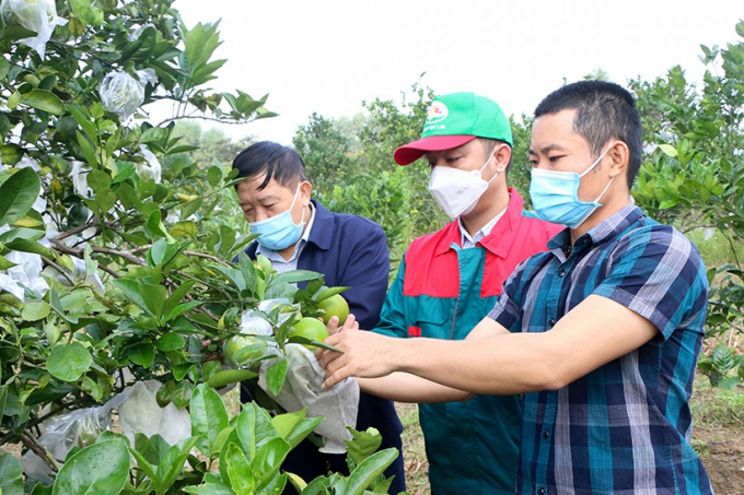 Việc sản xuất cam theo hướng hữu cơ là xu thế tất yếu để phát triển bền vững. Ảnh: Thanh Nga.