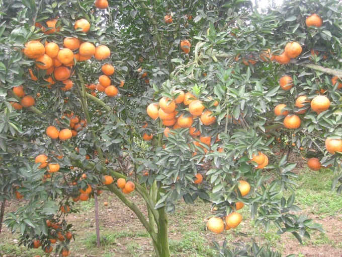 Cần chú trọng việc bảo vệ, phát triển thiên địch trong vườn cây ăn quả, nhất là cây ăn quả có múi. Ảnh: Văn Phú.