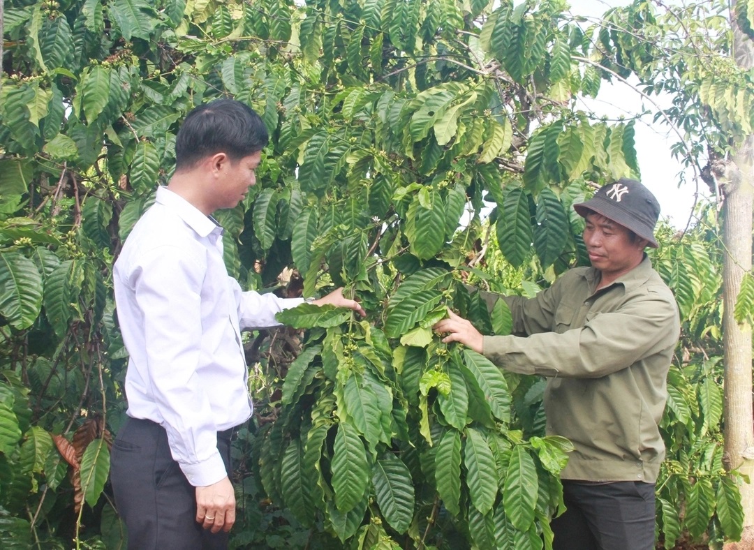 Cần phát triển bền vững ngành hàng cà phê, đa dạng hóa sản phẩm 'Cà phê Việt Nam chất lượng cao', hướng tới chinh phục thị trường trong nước và xuất khẩu.