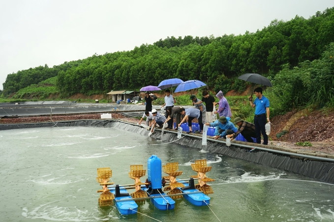 Thả giống tôm thẻ chân trắng theo mô hình liên kết sản xuất tại TP Cẩm Phả (Quảng Ninh). Ảnh: Nguyễn Thành.