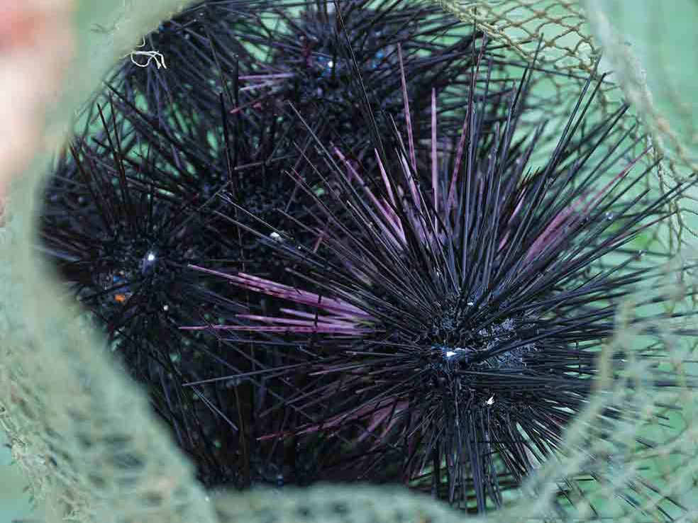 Cầu gai